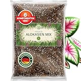 ORAGARDEN Alocasien Erde für Zimmerpflanzen und Garten - 1L Alokasien Substrat für Pflanzen, Palmen, Blumen - 6 Komponenten Blumenerde