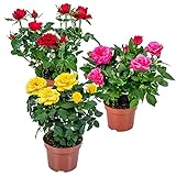 Bloomique - 3er-Mix - Topfrosen - Rot, Gelb, Rosa - Für drinnen und draußen geeignet - Zimmerpflanzen - Gartenpflanzen - Terrassenpflanzen - Winterhart - 20-30 cm Hoch - Topf 12 cm