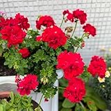 geranien hängend - winterharte geranien blumensamen pflanzenkübel blumensaat balkonblumen pflanzensamen bonsai gartenpflanzen 450samen