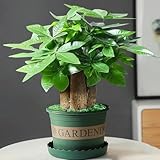 3 Pcs Glückskastanie Samen - Baumsamen Bäume Garten Winterhart (Pachira Aquatica) Exotische Pflanzen Winterhart, Bienenwohl Bäume Kaufen, Zimmerbonsai Bonsai Pflanzen Balkon, Deko