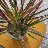 drachenbaum zimmerpflanze samen, minigarten, bonsai baum echt pflanzen samen, bäume pflanzen pflanzen balkon, zierbaum winterhart winterharte pflanzen für den garten baumsamen 15pcs