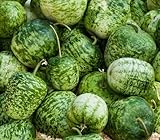 frische 100 Stück Flaschenkürbisse Gemüsesamen