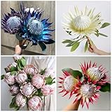 königsprotea topfpflanzen draußen winterhart, frühlingsblume seltene, wohnzimmer deko blumenwiese mehrjährig, herbst deko blumenbeet exotische 10samen