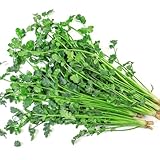 koriander samen bio pflanzen, koriandersamen hochbeet balkon pflanzen für draußen stauden indoor garden dekopflanzen topfpflanzen bio saatgut kräuterpflanzen kräutergarten küche 250pcs