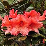 Rhododendron 'Tortoiseshell Orange' - Kompakter Wuchs mit orange Blüten - 40-50 cm Topf