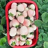 150 pcs erdbeeren samen balkonpflanzen winterhart erdbeersamen bodendecker winterhart mehrjährig stauden winterhart mehrjährig kletterpflanzen winterhart pflanzensamen bio saatgut