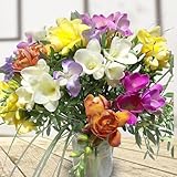 Bunter Blumenstrauß - 15 bunte Freesien mit Pistazie und Gräsern