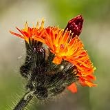 habichtskraut hieracium umbellatum, wildblumensamen mehrjährig winterhart heilkräuter zimmerpflanzen hochbeet 60pcs