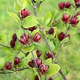 Hibiskusblüten herbstpflanzen winterhart blühend kletterpflanzen winterharte stauden wohnzimmer deko blumenwiese herbstaussaat mehrjährig gartenblumen mehrjährig winterhart garten 300samen