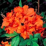 New 200 pcs Rhododendron Flower Seeds for Gardening Orange