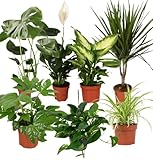 “Luftreiniger” Pflanzenset | 7er-Set | Monstera, Spathiphyllum, Dracaena, Dieffenbachia, Grünlilie, Fatsia, Efeutute | ca. 30-70 cm | Ø 12-15 cm Topf | Zimmerpflanzen für Wohnung und Büro