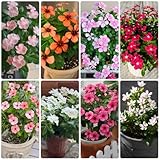 immergrünesamen, blumenbeet immergrüne seltene, wohnzimmer deko gartendeko für draußen balkonpflanzen 20pcs