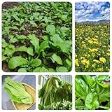 150 pcs Samen Senf Zum Anpflanzen - gemüse samen alte sorten Senfsamen Saatgut - Brassica Juncea, samen gemüse alte sorten historisches saatgut balkonpflanzen gemüse samen samen gemüse