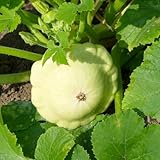 kürbis - bohnenkraut gemüsepflanzen balkon zierkürbis biosaatgut kürbis - Seltene - wintergemüse gartenpflanzen küchenkräuter 600samen