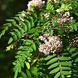 eberesche obstpflanzen gartenpflanzen winterharte kübelpflanzen topfpflanzen kräutersamen balkongarten säulenobst obstsamen blumengarten pflanzensamen obstbaum stauden winterhart 200samen