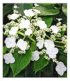 BALDUR Garten Kletter-Hortensien 'Semiola®', 1 Pflanze, Hydrangea petiolaris, blühende Kletterpflanze winterhart, pflegeleicht, für Standort im Schatten geeignet, blühend