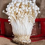 400 pcs Enoki Pilze Samen, Pilz Samen, bio gemüse, geschenke für ältere menschen Pilze Züchten - Flammulina Velutipes - samen gemüse balkon deko pflanzendeko kräuterbeet, winterharte