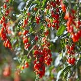 Goji BeerenSamen - Lycium chinense - kräutergarten geschenk zimmerpflanzen nachhaltige geschenke strauch 20pcs