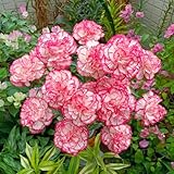 100 pcs bartnelken samen mehrjährig, steinpflanzen winterhart, balkonpflanzen frühling nelken samen (Dianthus Caryophyllus) biosaatgut, samen winterhart blumenwiese, topfpflanzen echt