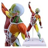 50 cm/20 Zoll mehrfarbiges Miniaturmodell des Muskelsystems, Modell der Körpermuskelstruktur, Miniaturmodell des oberflächlichen anatomischen Muskelbewegungssystems, 1/4 Lebensgroßes Lernwerkzeug für