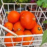 kürbis - zierkürbis wintergemüse mehrjährig gemüsesaat gemüsesamen gemüsepflanzen - Seltene - kürbis biosaatgut für draußen 40samen