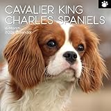 TGSC Cavalier King Charles Spaniels Kalender 2026, 16 Monate, quadratischer Wandkalender 2026 UK, Planer mit großem Raster für die Organisation zu Hause oder im Büro, Hunde 2026/2025, Kalender UK