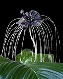 Seedeo Anzuchtset Fledermausblume (Tacca chantrieri)