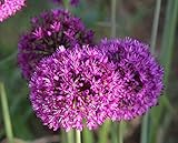 Blumenhandel Ullrich 25 Allium Purpel Sensation Zierlauch Blumenzwiebeln