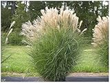 10 x Miscanthus sinensis im 1 Liter Topf (Ziergras/Gräser/Winterhart/Mehrjährig/Staude) Chinaschilf - Pflegeleicht und prachtvoll, das ganze Jahr - von Stauden Gänge