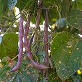 stangenbohnensaatgut - mehrjährige winterhart garten buschbohnen bio indoor kletterpflanzen 20pcs