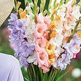 Bloomique - 25er-Mix - Gladiolen-Pastellmix - Farbmix - Blumenzwiebeln - Staude - Sommerblüher - Wird bis zu 100-140 cm groß