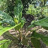 fledermausblume, winterharte deko balkon kübelpflanzen für sonnige plätze winterhart draußen wildblumen balkonblumen 100samen