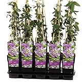 Winterharte Passionsblume Passiflora Purple Haze ca. 30 cm – Exotische, Mehrjährige Kletterpflanze mit Lila Blüten – Bienenfreundlich & Frosthart