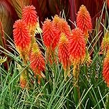 1 x Fackellilie Kniphofia ‘Papaya Popsicle’ Winterhart Staude Dauerblüher Bienenferundlich - Echtes Highlight das den ganzen Sommer bis tief in den Herbst hinein blüht (1)