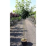 Apfel Baum 'Cox Orange Renette' Malus domestica im 7,5l Topf gewachsen 150-200cm Obstbaum winterhart