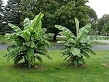 winterharte Banane Musa basjoo 30 cm Banane Faserbanane Bananenbaum Musa basjoo Bananenpflanze, mehrjährige winterharte Staude, Bananen-Früchte essbar