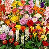 Sommerblumen zwiebeln Budget Border Kollektion (50 Blumenzwiebeln) winterharte mehrjährig Blumenzwiebeln Mischung - Niederländische Qualität - Für Garten - Töpfe und Balkon (große knollen, kein Samen)