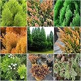 zypressen winterharte für garten ingarden bonsai bäumchen kaufen gartenpflanzen exotische garten deko wohnzimmer modern zypressen zypresse - 5samen