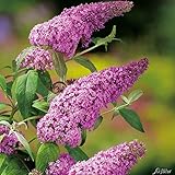 Schmetterlingsflieder Pink Delight - Sommerflieder (Buddleja) Pflanze in knall-pink, halbschattig und winterhart - Flieder-Strauch von Garten Schlüter