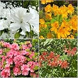 rhododendron winterhart - indoor garten gartenpflanzen balkonpflanze garten winterharte bonsai immergrüne kübelpflanze winterhart hängepflanzen 450samen