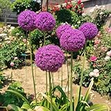 allium zwiebeln winterhart mehrjährig frühlingsblüher zwiebeln, blumendeko allium giganteum zwiebeln dekoblumen, balkonblumen blumenzwiebeln frühblüher gartenpflanzen winterhart 6pcs