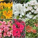 rhododendron winterhart - bonsai immergrüne kübelpflanze winterfeste für kübel zierbaum winterhart azalee kübelpflanzen gartenblumen 65samen