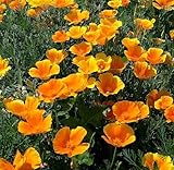 Kalifornischer Goldmohn - Mohn - 3000 Samen