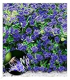 BALDUR Garten Zierstrauch Bartblume 'Blauer Spatz®', 1 Pflanze, Caryopteris clandonensis, winterhart, für Standort in der Sonne geeignet, reichblühend