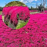 Winterharte mehrjährige，Viele Farben Thymian，Einfach zu Pflegen，Aromatisches Bodendeckerwunder Für Garten Und Balkon (Rot)
