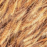 weizen gemüsepflanzen kräuterpflanzen gewächshaus balkon weizengras heilkräuter kräutersamen pflanzensamen hochbeete für garten dachbegrünung kräutergarten indoor wildkräuter balkon 180samen