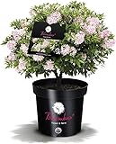 Plantenwelt Wiesmoor !!WELTNEUHEIT!! Bloombux® – Flower & Form by INKARHO® 20-25 cm breit im 2 Liter Pflanzcontainer