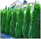 10 x Thuja occidentalis 'Smaragd' (Gehölz/Winterhart/Mehrjährig/Heckenpflanze/Immergrün) Lebensbaum - Der brillante Sichtschutz für jeden Garten - von Stauden Gänge