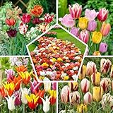 50x Tulpenzwiebeln Mix, Winterhart und Mehrjährig, Mischung aus 15 Sorten, Tulpen 50 Stück fur Garten, Töpfe und Balkon, Winterharte Frühblüher aus Holland (Kein Samen), Holländische Blumenzwiebeln