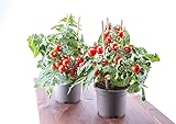 Rote Mini-Tomate 'Tiny Tim' Zwrg Tomate - rot, Ideal für Töpfe und Balkone